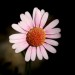 Marguerite Daisy (flower)	 thumbnail