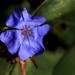 Plumbago	 thumbnail