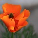 California poppy (flower) thumbnail