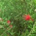 Grevillea	 thumbnail