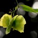 Yellow orchid vine - seed pod	 thumbnail