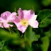 Wild rose (flower) thumbnail