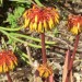 Aloe capitata (flower)	 thumbnail