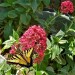 Jupiter's beard (flower) - swallowtail butterfly thumbnail