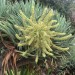 Canary Islands Dragon Tree - plant thumbnail