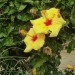 Hibiscus - yellow	 thumbnail