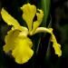 Iris yellow (flower) thumbnail