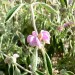 Purple phlomis = Jerusalem Sage thumbnail