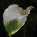 Calla Lily 'Green Goddess' (flower)	 thumbnail