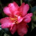 Camellia - flower	 thumbnail