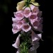 Foxglove thumbnail