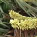 Canary Islands Dragon Tree - flower thumbnail