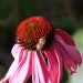 Purple coneflower thumbnail