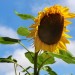 Sunflower (flower) thumbnail