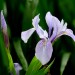 Iris purple (flower) thumbnail