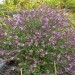  Basil 'African Blue' - perennial	 thumbnail