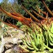 Aloe - Cat's Tail (plant)	 thumbnail