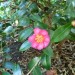 Camellia - plant	 thumbnail