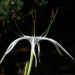 Spider Lily	 thumbnail