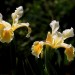 Iris yellow(flower) thumbnail