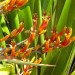 New Zealand flax (flower) thumbnail