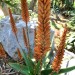 Aloe - Bottlebrush (flower) thumbnail