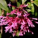 Lilac Fuchsia (flower) thumbnail