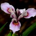 Iris purple (flower) thumbnail