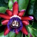 Winged-stem passion flower	 thumbnail