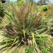 New Zealand flax (plant) thumbnail