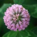 Red Clover thumbnail