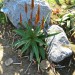 Aloe - Bottlebrush (plant) thumbnail