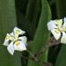  Wide-leafed Dietes thumbnail