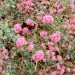 Buckwheat, redflower 	 thumbnail