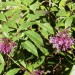 Lilac Fuchsia (plant) thumbnail