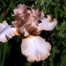 Iris - peach thumbnail