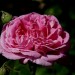 Rose - Baronne de Provost (flower) thumbnail