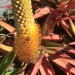 Aloe - Bullocks Bottlebrush (flower) thumbnail