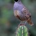 California Quail	 thumbnail