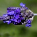 Lavender, Fern leaf (flower)		 thumbnail