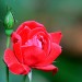 Rose red (flower) thumbnail