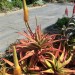 Aloe - Bullocks Bottlebrush (plant)	 thumbnail