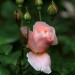 Rose peach (flower) thumbnail