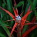 Bromeliad	 thumbnail