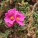  Cistus, white-leaved	 thumbnail