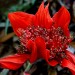 Blood flower or pincushions thumbnail