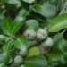 Pittosporum Cap Suzan - fruit thumbnail