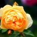 Rose yellow (flower) thumbnail