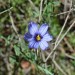 Blue-eyed grass thumbnail