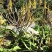 Aloe - Van Balen's (plant) thumbnail